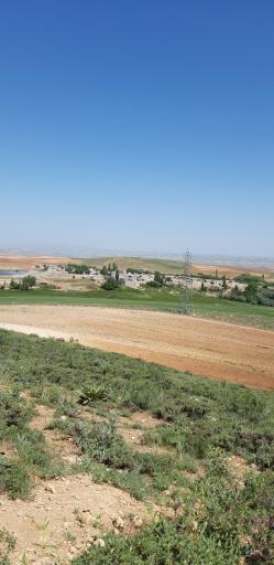 عکس گل قباغ