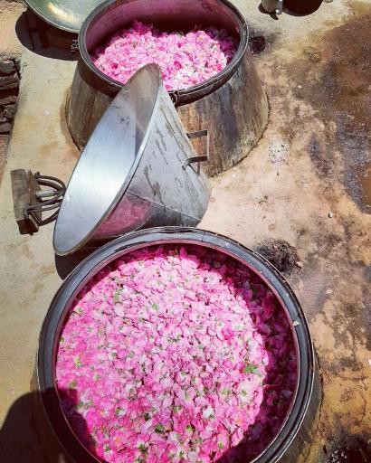 عکس گلاب کعبه قمصر