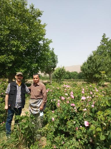عکس علوی