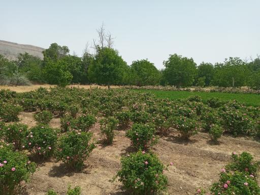 عکس علوی