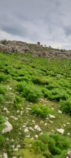 عکس باغ کلک