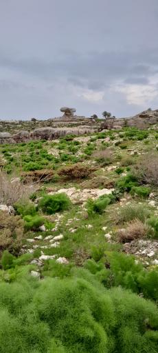 عکس باغ کلک