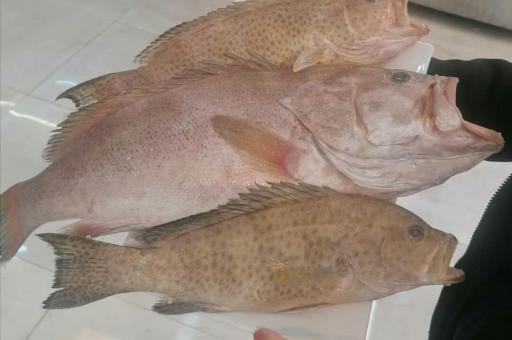 عکس سوپر پروتئین اینترنتی دمبه