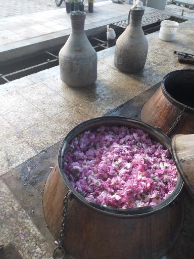 عکس گلابگیری سنتی آی گل