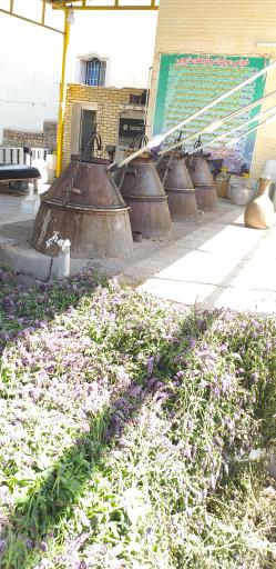 عکس گلابگیری سنتی آی گل