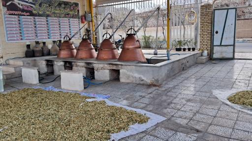 عکس گلابگیری سنتی آی گل