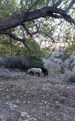 عکس تربت جام