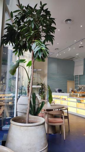 عکس کافه رستوران فوکاچا