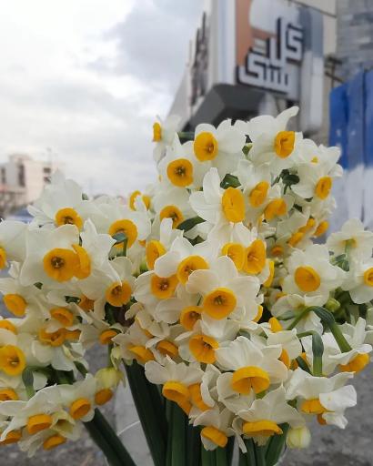 عکس گل فروشی گلسنگ