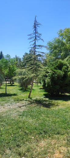 عکس پارک ملت