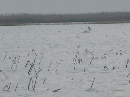 عکس پناهگاه حیات وحش سرخانکل