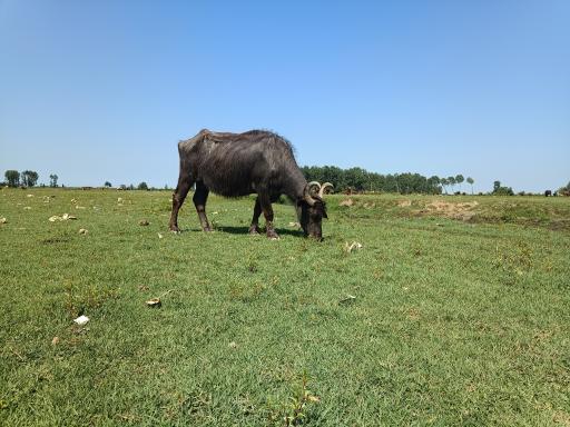 عکس پناهگاه حیات وحش سرخانکل