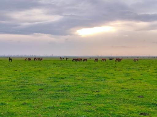 عکس پناهگاه حیات وحش سرخانکل