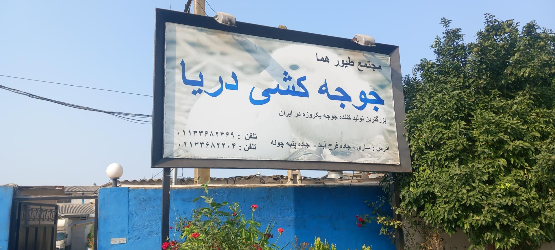 عکس جوجه کشی دریا ساری