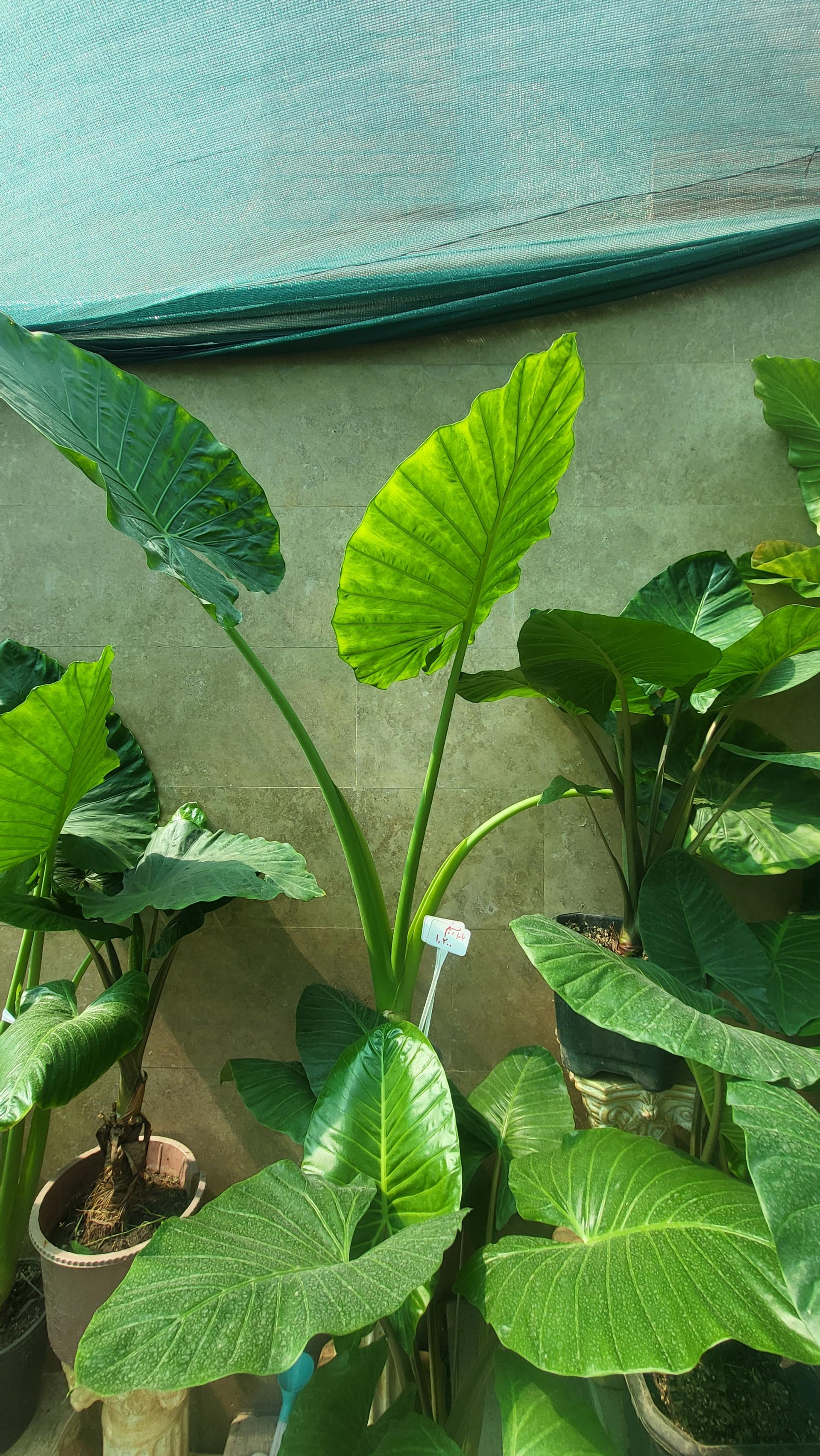 عکس گلخانه آیریس