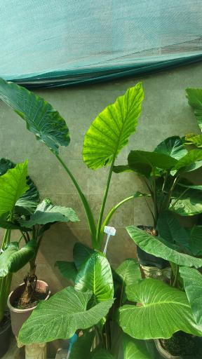 عکس گلخانه آیریس