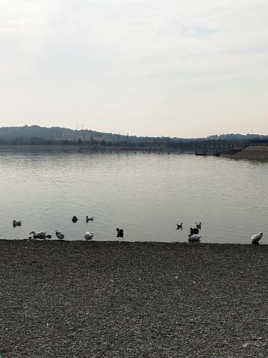 عکس دریاچه چیتگر (شهدای خلیج فارس)