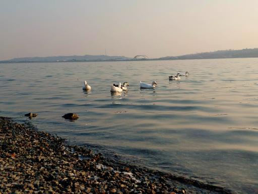 عکس دریاچه چیتگر (شهدای خلیج فارس)