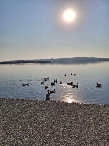 عکس دریاچه چیتگر (شهدای خلیج فارس)