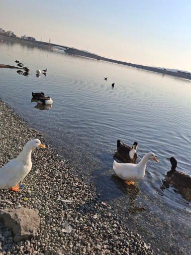 عکس دریاچه چیتگر (شهدای خلیج فارس)