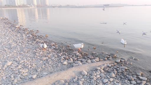 عکس دریاچه چیتگر (شهدای خلیج فارس)