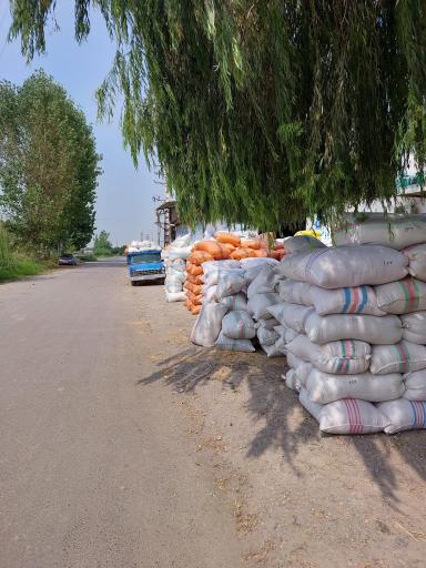 عکس شالیکوبی حاج تقی درزی (بازرگانی برنج باباجان)