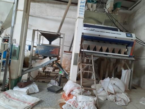 عکس شالیکوبی حاج تقی درزی (بازرگانی برنج باباجان)