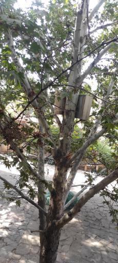 عکس هتل کمال الملک