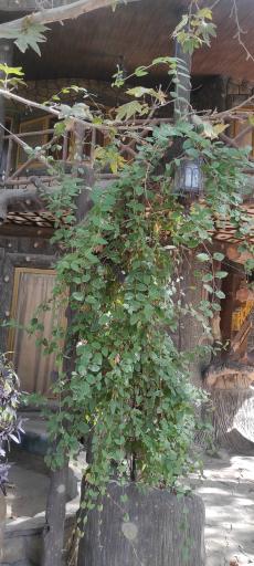 عکس هتل کمال الملک