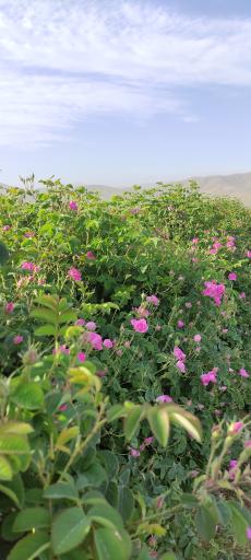 عکس مزرعه گل محمدی و تولید گلاب