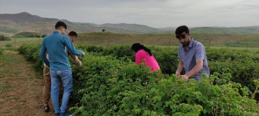 عکس مزرعه گل محمدی و تولید گلاب