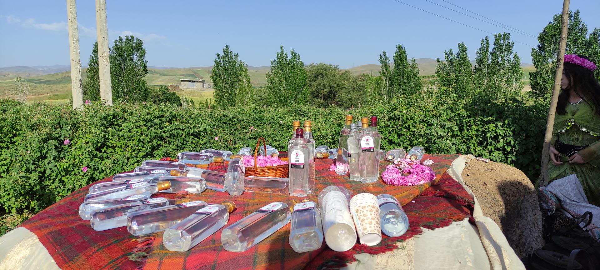 عکس مزرعه گل محمدی و تولید گلاب