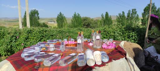 عکس مزرعه گل محمدی و تولید گلاب