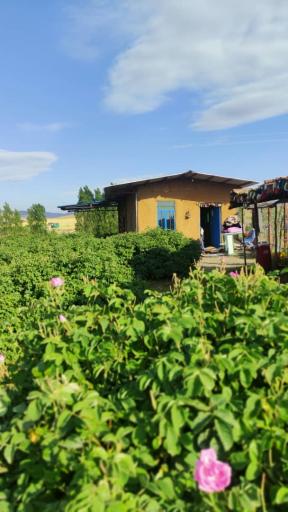 عکس مزرعه گل محمدی و تولید گلاب