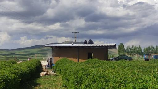 عکس مزرعه گل محمدی و تولید گلاب