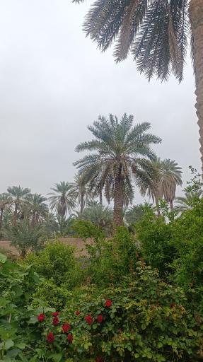 عکس اندوهجرد