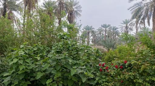 عکس اندوهجرد