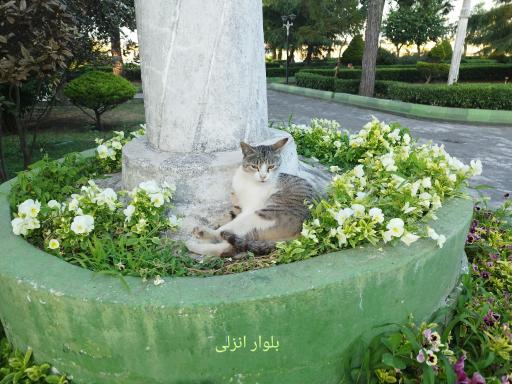 عکس بوستان بلوار انزلی