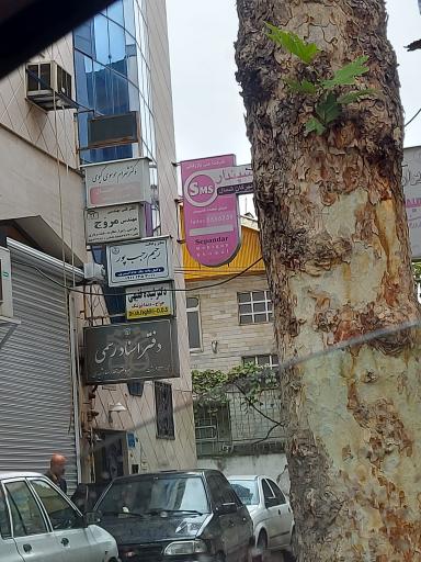 عکس دکتر شهرام موسوی گیوی 