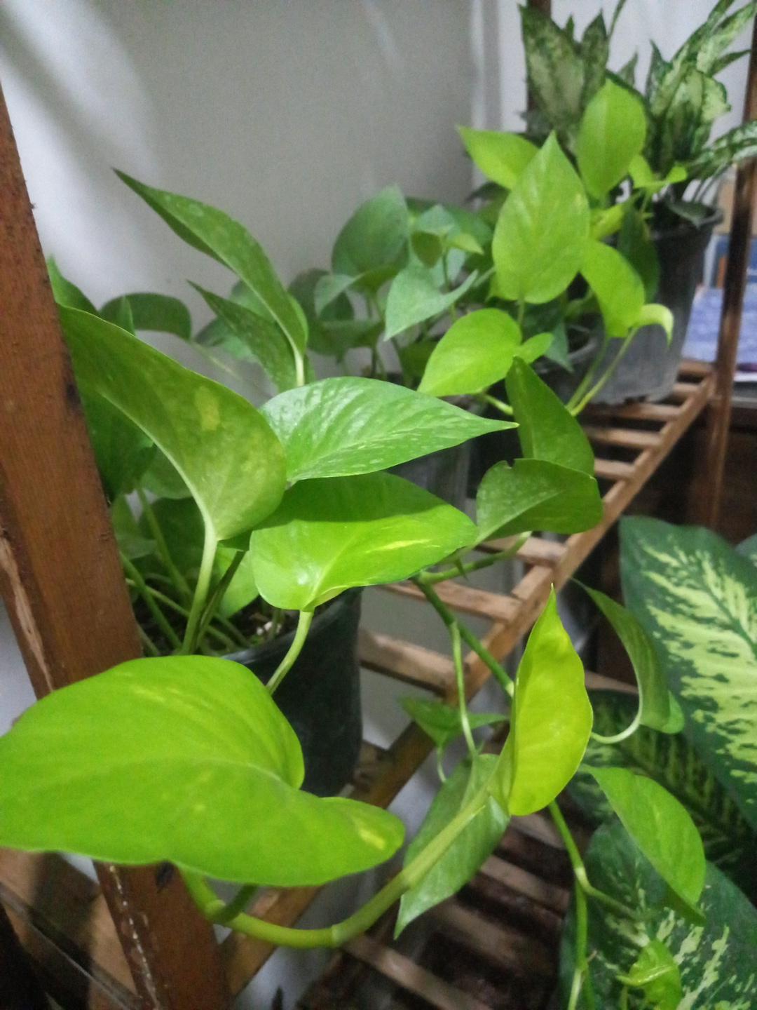 عکس گلفروشی گلامون