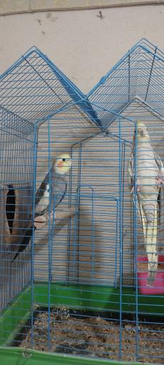 عکس پرنده فروشی مجید