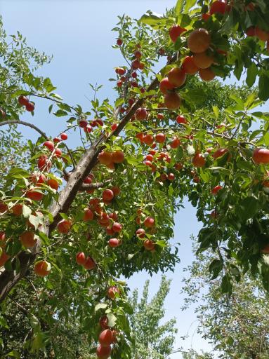 عکس خایان