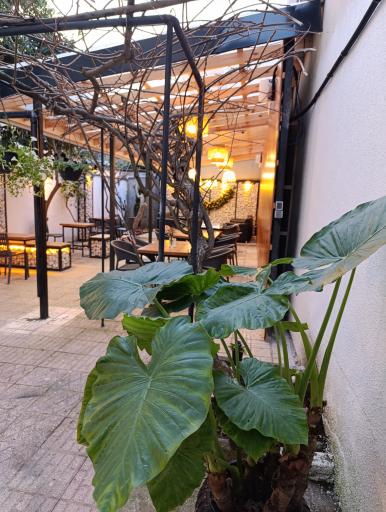 عکس کافه رستوران  رافا