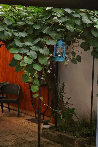 عکس کافه رستوران  رافا