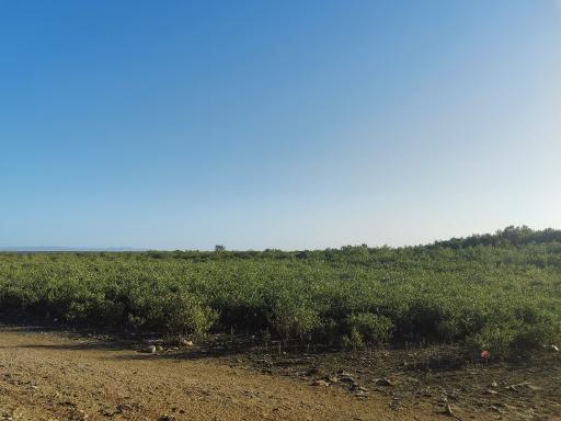 عکس جنگل حرا ولایت