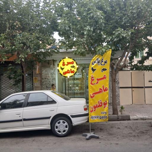 عکس مرغ پلاس