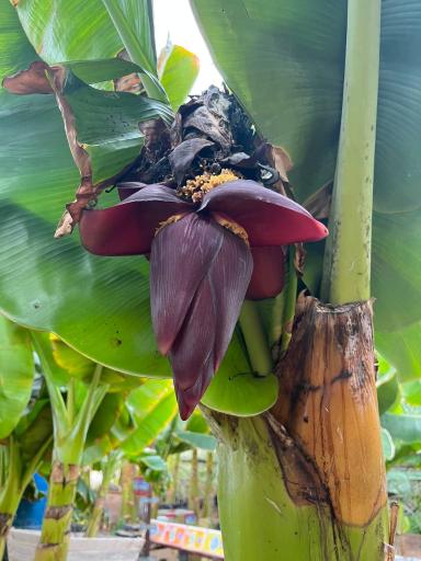 عکس عمارت باغ پیر آباد