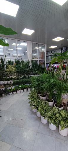 عکس گل فروشی یاس