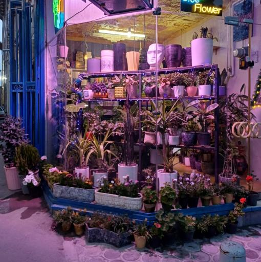 عکس گُل فروشی آبی