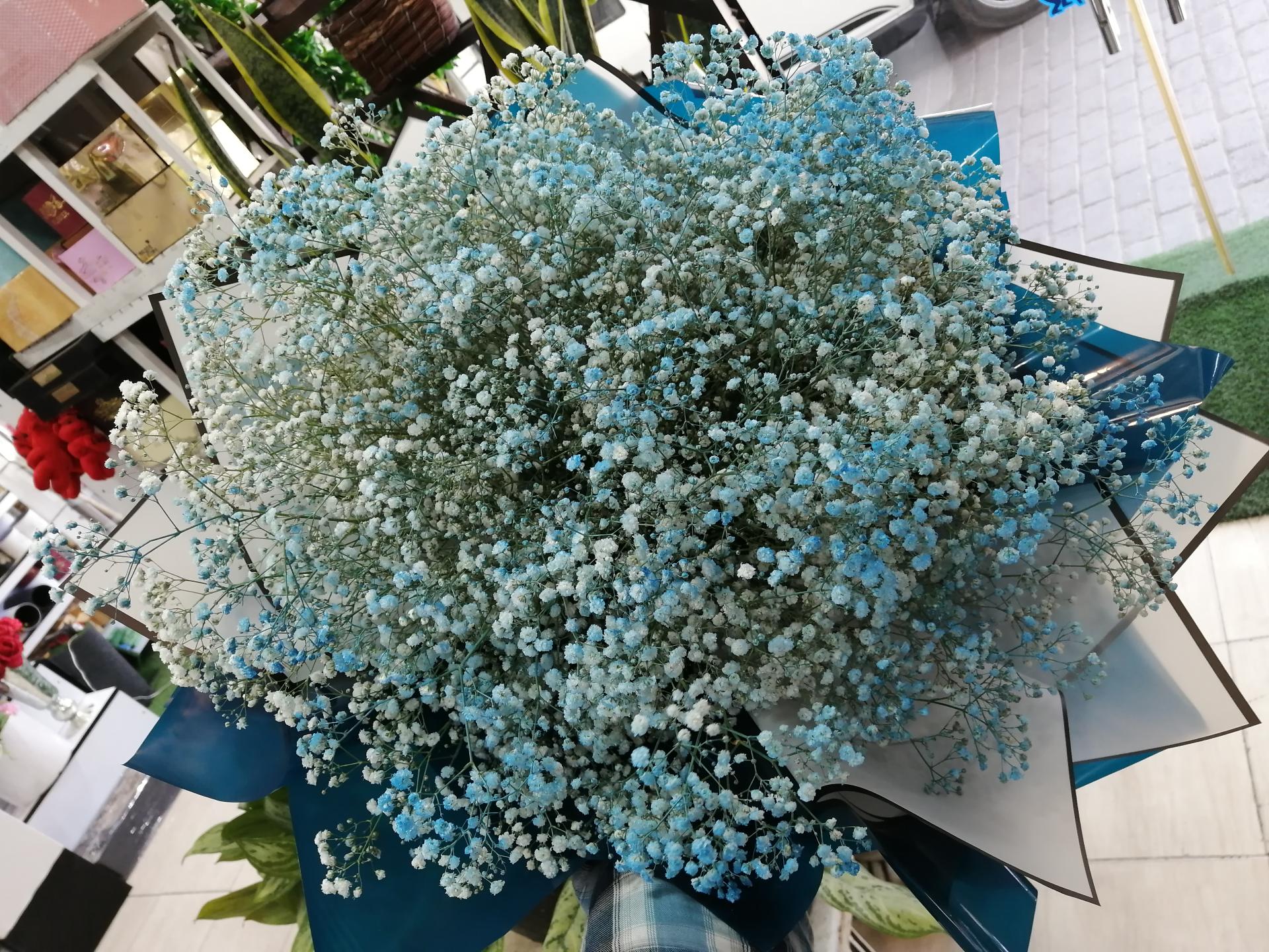 عکس گل فروشی سان سوریا